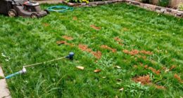 costly lawn care errors